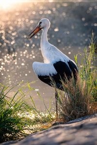 White stork