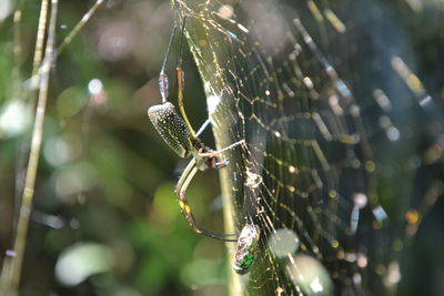 Close-up of spider and web against blurred background