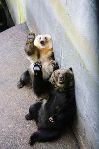 High angle view of bears sitting by wall