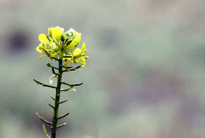 Close-up of yellow flower growing outdoors