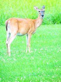 Grass grazing on grassy field