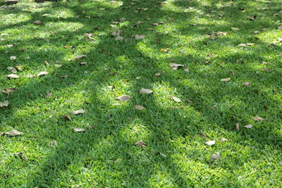 Full frame shot of plants on field