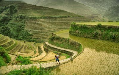 High angle view of man walking terraced field