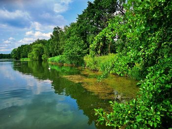 Scenic view of lake in forest against sky