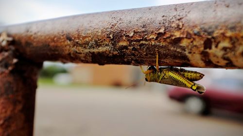 Close-up side view of bug on railing against blurred background