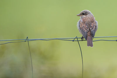 Isolated juvenile red-backed shrike perching on a fence