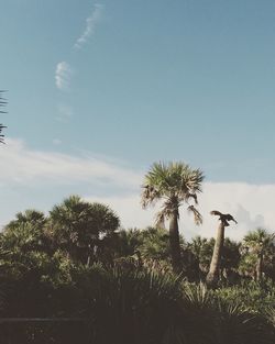 Palm trees against blue sky