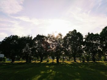 Trees on field against sky