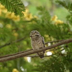 Bird perching on a branch