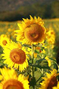 Close-up of yellow flowering plant on field