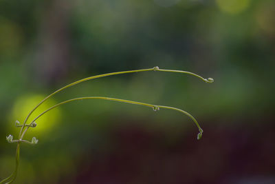 Close-up of wet plant