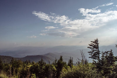 Trees and mountains against sky