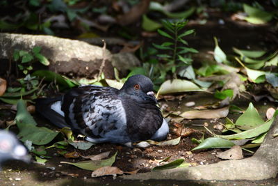 High angle view of bird perching on a field