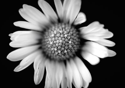 Close-up of beautiful flower blooming against black background