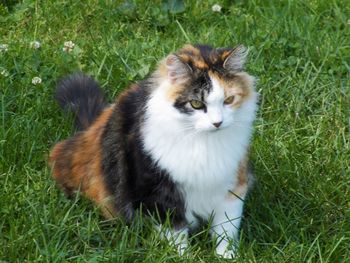 Cat on grassy field