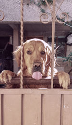 Portrait of dog peeking through metal fence