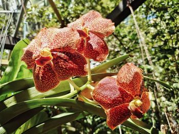 Close-up of red flower on plant