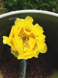 Close-up of yellow flower