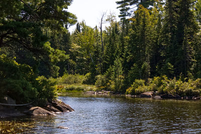 Scenic view of river amidst trees in forest