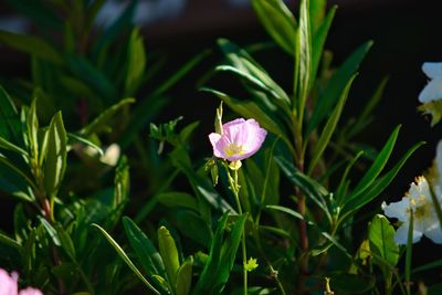 Close-up of flower blooming outdoors