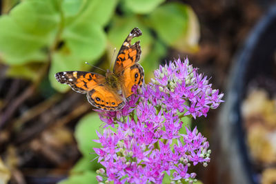 Close-up of butterfly pollinating on purple flower