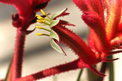 Close-up of red flowering plant