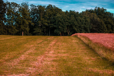 Scenic view of trees on field against sky