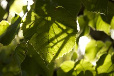 Close-up of fresh green plant