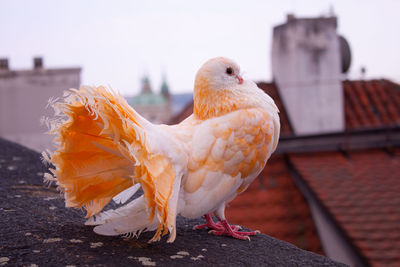 Bird perching on a wall