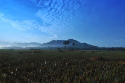 Scenic view of field against blue sky