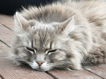 Close-up portrait of a cat