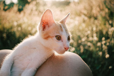 Close-up of cat looking away