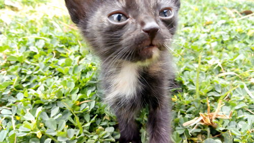 Portrait of cat standing by plants