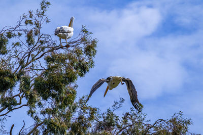 Low angle view of bird flying against sky