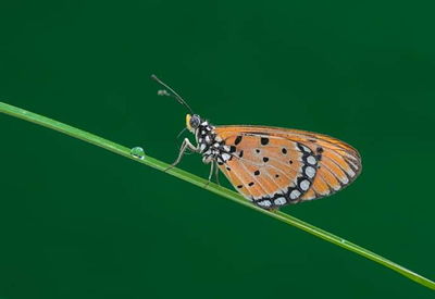 Close-up of butterfly perching on leaf