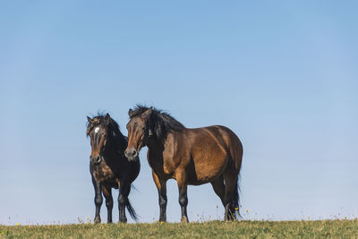 Horses in a field