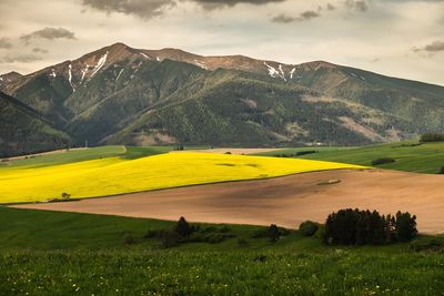 Scenic view of field against sky