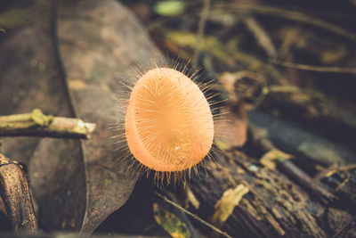 Close-up of mushroom growing on tree