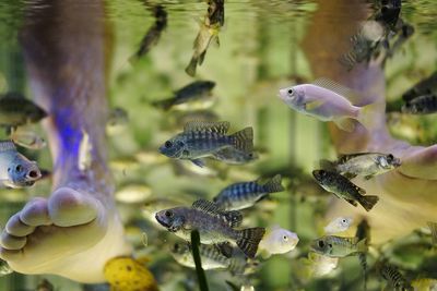 Low section of man receiving fish spa