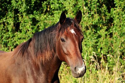 Close-up of a horse on field