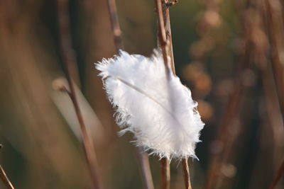 Close-up of white feather on plant