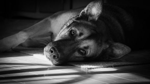 Close-up of a dog resting on floor