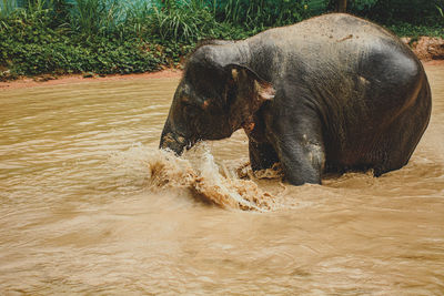 Elephant in a river