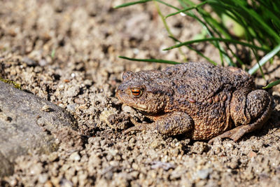 Close-up of lizard on rock