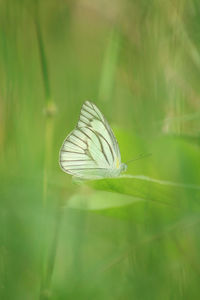 Close-up of butterfly on leaf