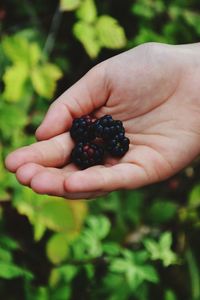 Cropped image of person holding berries