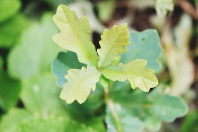 Close-up of fresh green leaves