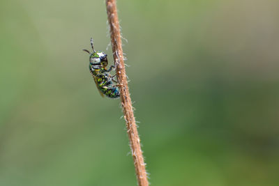 Close-up of beautiful insect perching on weed 