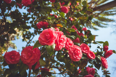 Close-up of red rose against trees