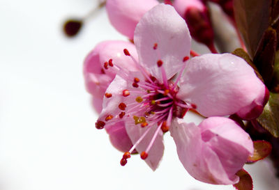 Close-up of pink flowers